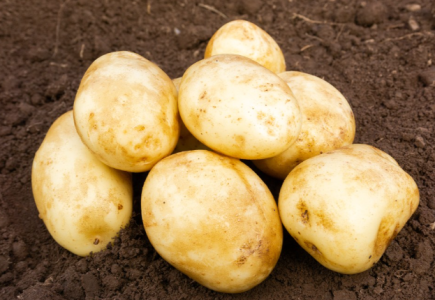 2kg Caledonian Pearl Seed Potatoes