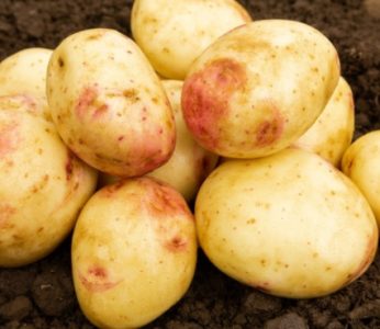 20kg Cara Seed Potatoes