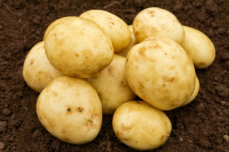 20kg Casablanca Seed Potatoes