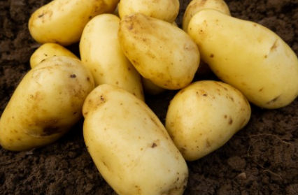 20kg Charlotte Seed Potatoes (Summer Planting) FREE DELIVERY