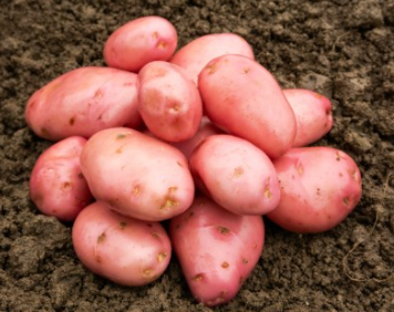 20kg Desiree Seed Potatoes