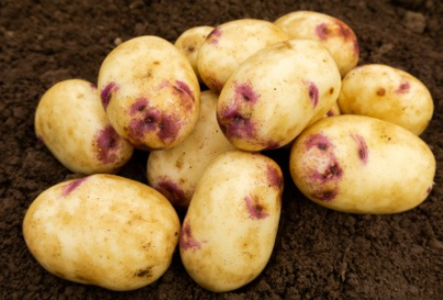 25kg Kestrel Seed Potatoes STORE COLLECTION ONLY