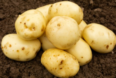 20kg Maris Peer Seed Potatoes (Summer Planting) FREE DELIVERY