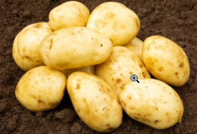 20kg Maris Piper Seed Potatoes