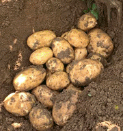 25kg Marvel Seed Potatoes STORE COLLECTION ONLY