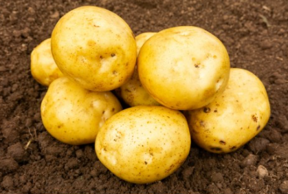 25kg Premiere Seed Potatoes STORE COLLECTION ONLY