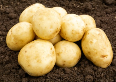 20kg Saxon Seed Potatoes