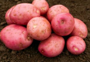 20kg Setanta Seed Potatoes