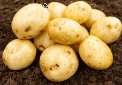 2Kg Valor Seed Potatoes