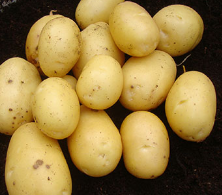 2kg Vivaldi Seed Potatoes