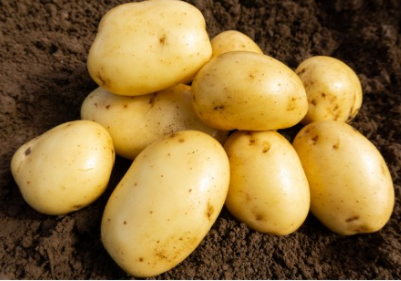 20kg Wilja Seed Potatoes