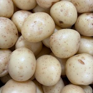 20kg Harry Seed Potatoes