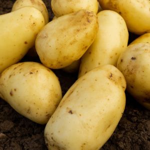 20kg Sally Seed Potatoes