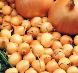 Onion Sets Stuttgart Giant 20kg